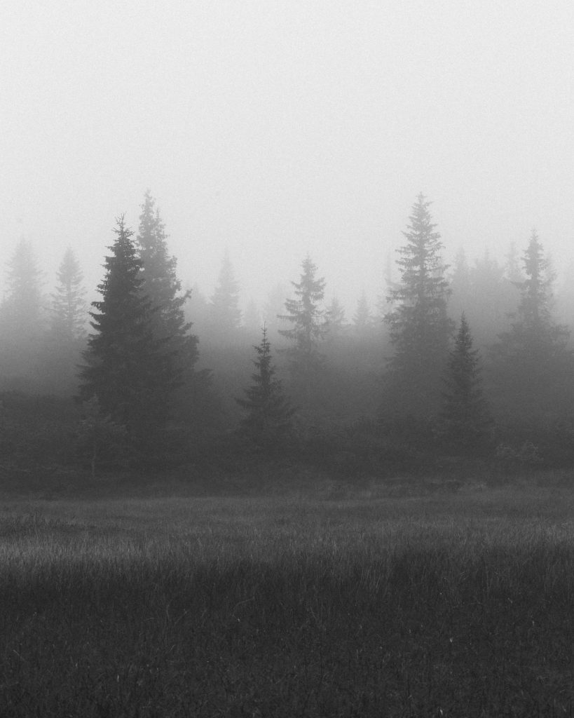 Svarthvitt naturbilde. Tåkete skog på fjellet